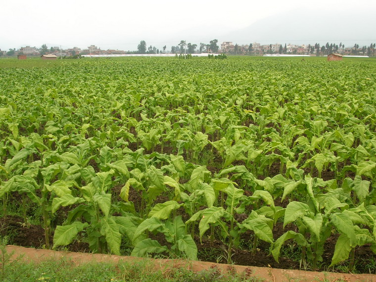 村民種植的烤菸