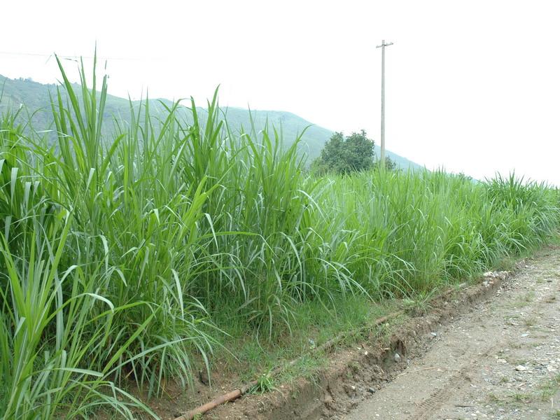 黑麥草