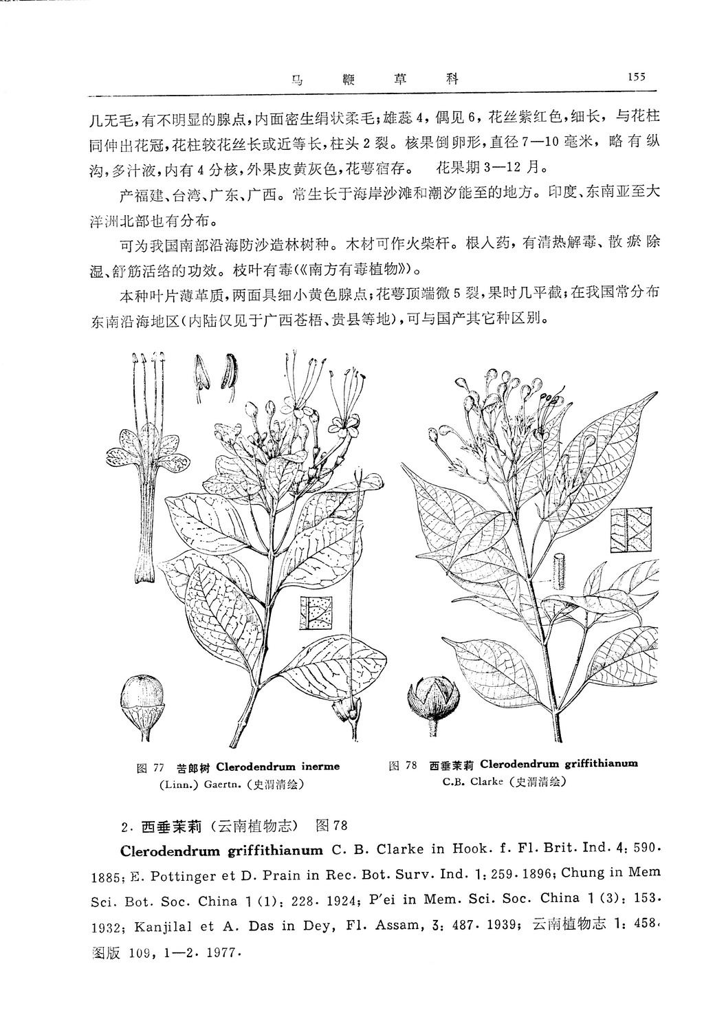 西垂茉莉