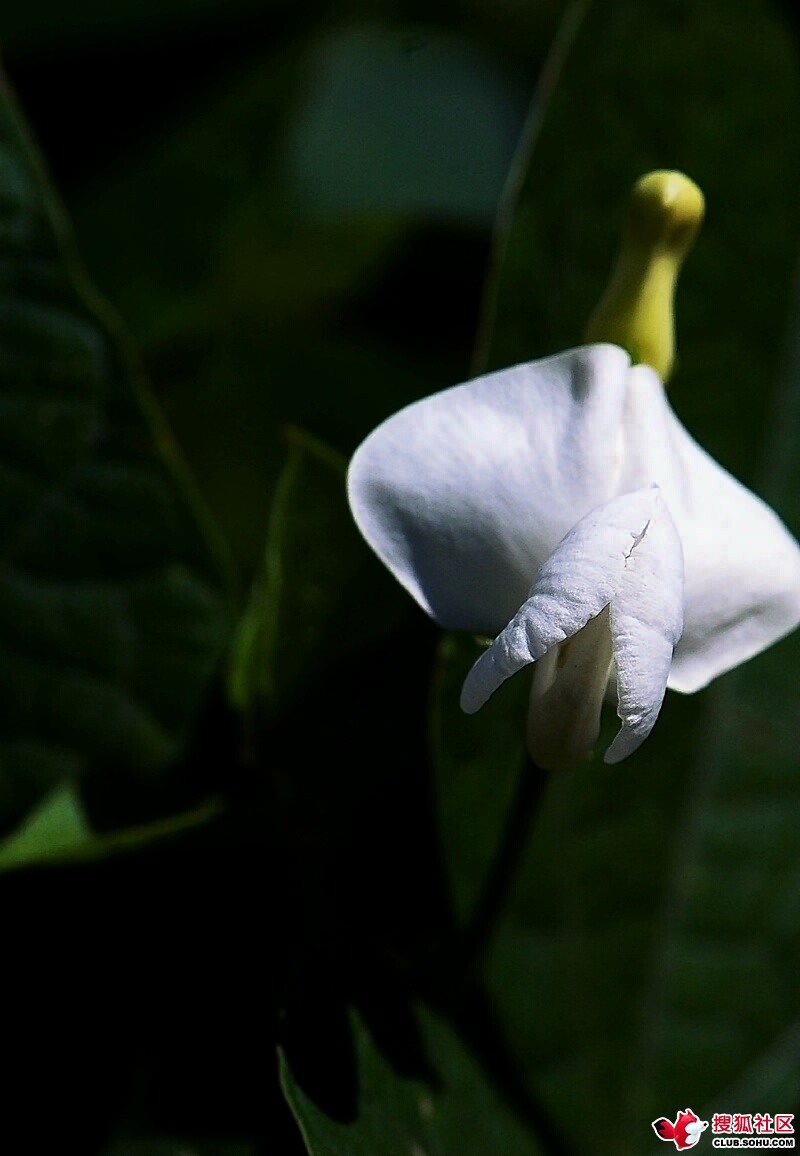 白扁豆花