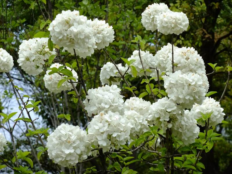 雪球花(卡林卡)