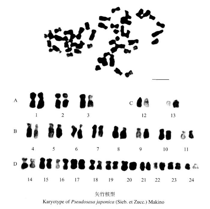 矢竹染色體組