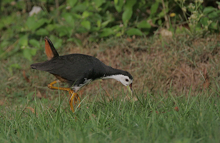 白胸苦惡鳥印度亞種(圖3)