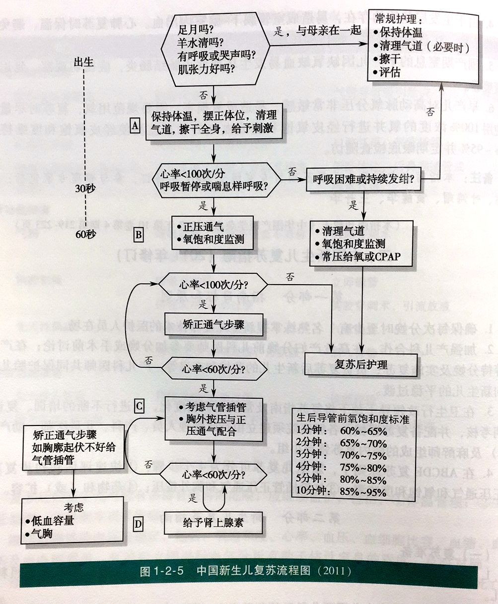 新生兒復甦流程圖