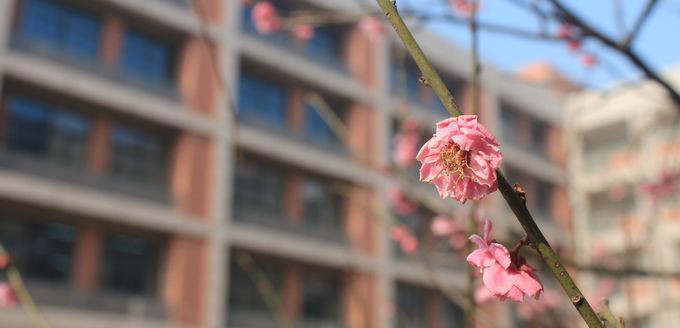 南京師範大學附屬中學新城初級中學黃山路分校