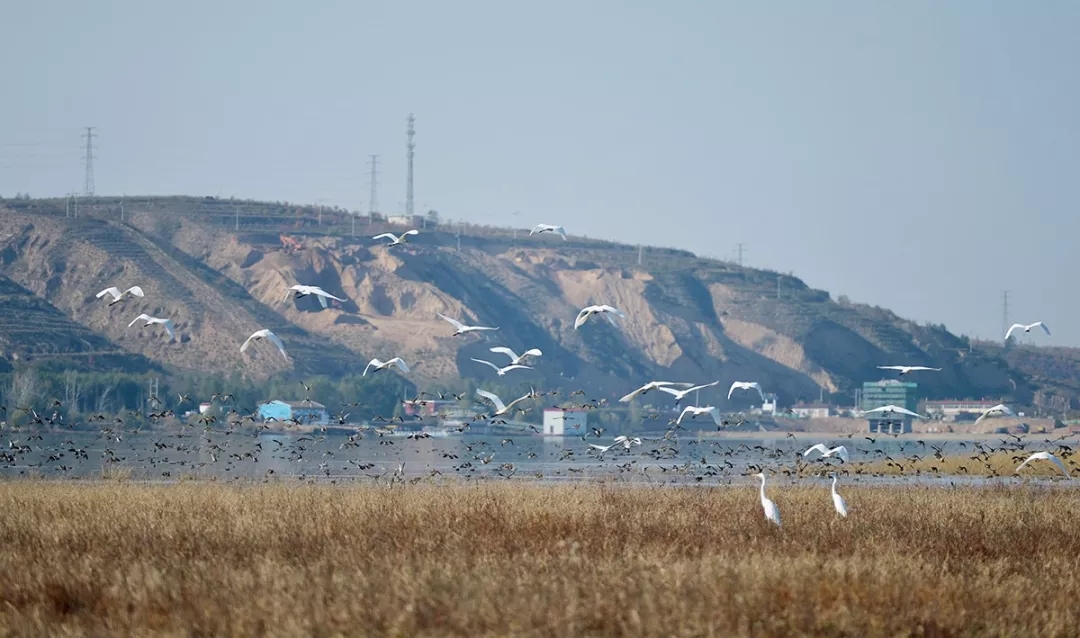 寧夏固原清水河國家濕地公園