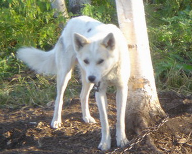 鄂倫春獵犬