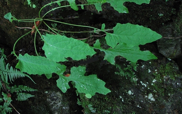 抱莖小苦蕒(抱莖苦蕒菜)