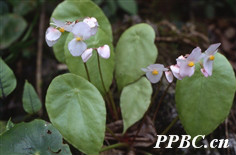 昌感秋海棠 Begonia cavaleriei