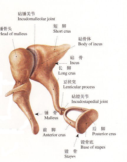 鼓膜器