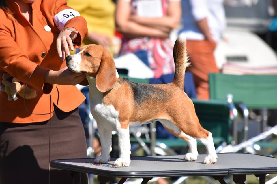 米格魯獵兔犬(米格魯犬)