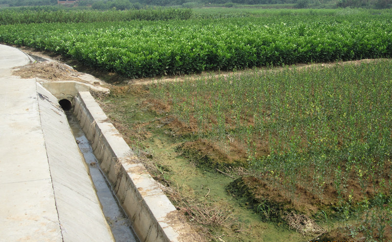 南方中藥材種植技術中心標準化育苗基地