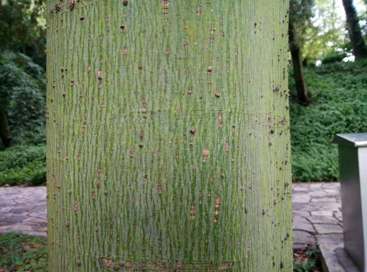 梧桐外皮綠色