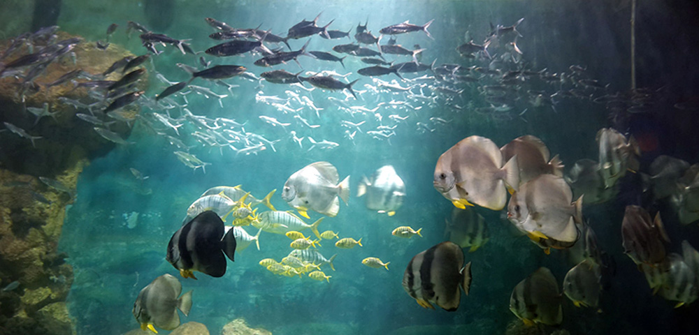 深海水族館