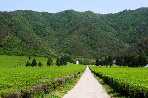 大韓茶園