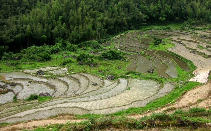 溪頭梯田