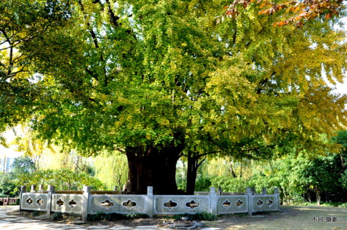 古樹公園(上海嘉定區安亭鎮古樹公園)