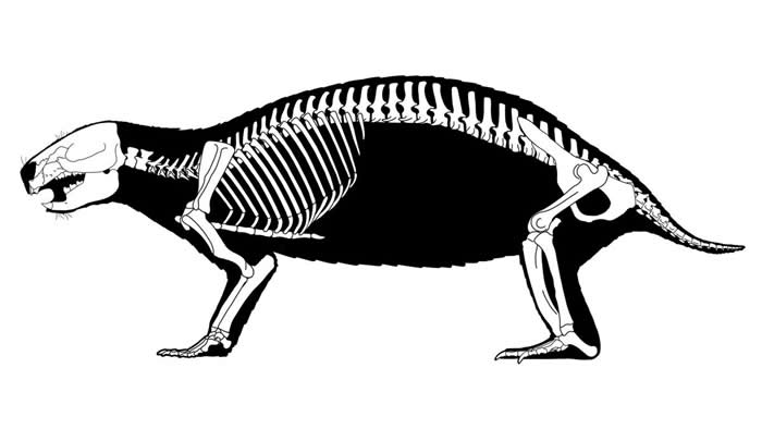 瘋狂野獸