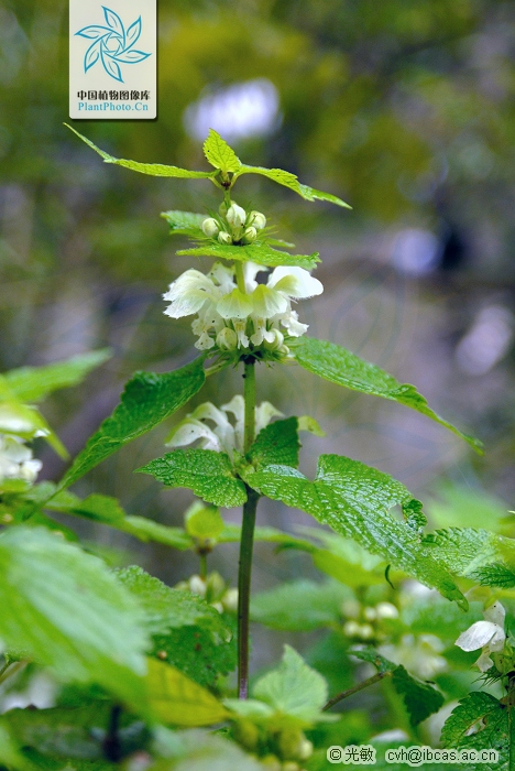 硬毛變種(野芝麻的變種)