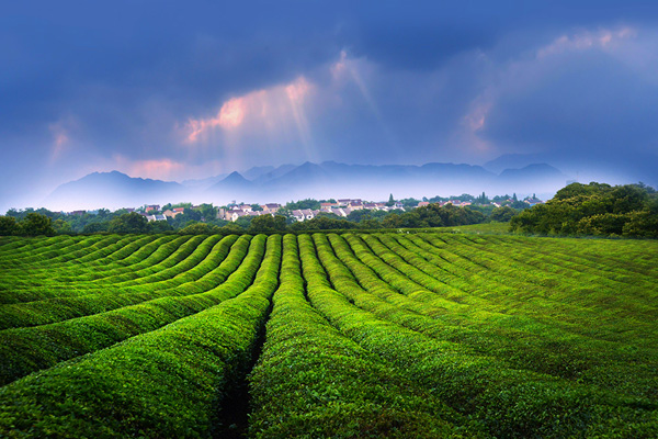 敬亭山茶場