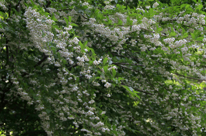 野茉莉