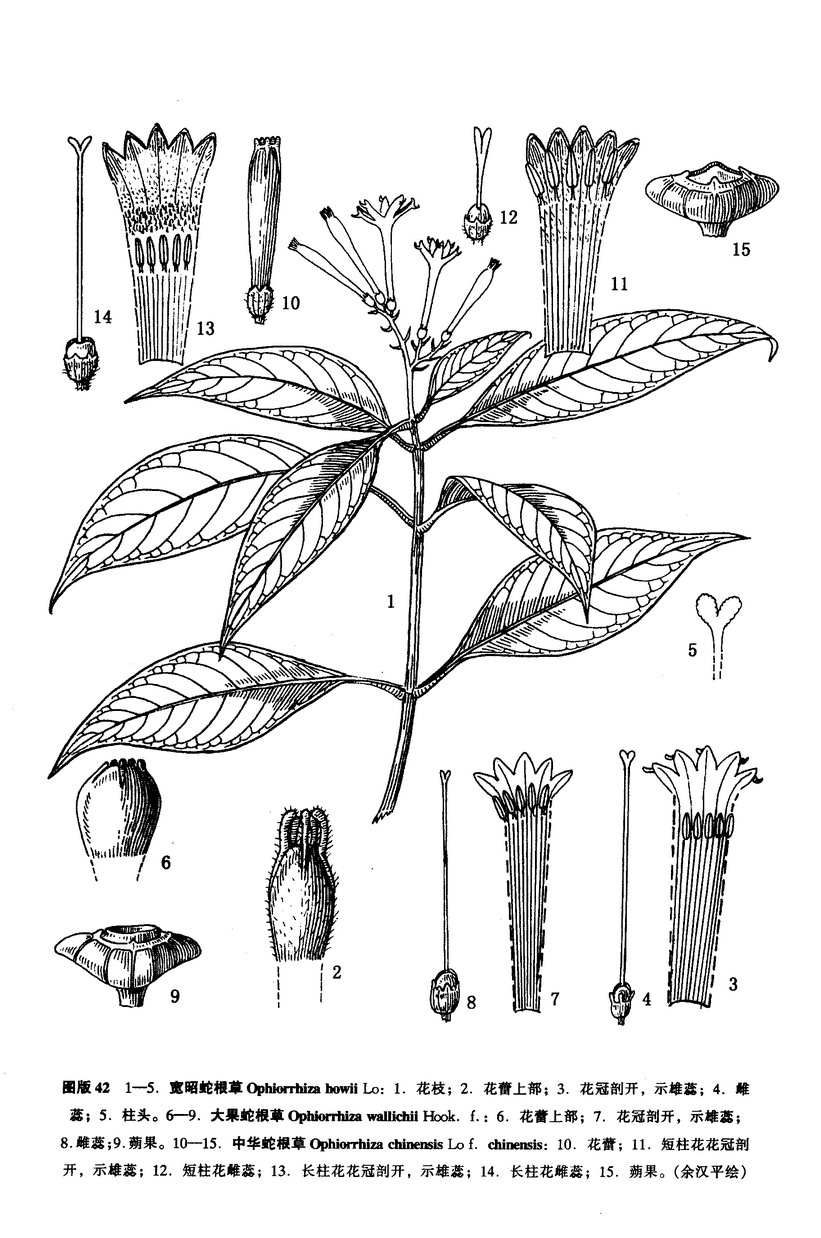 中華蛇根草 圖來源：中國植物志原版墨線圖