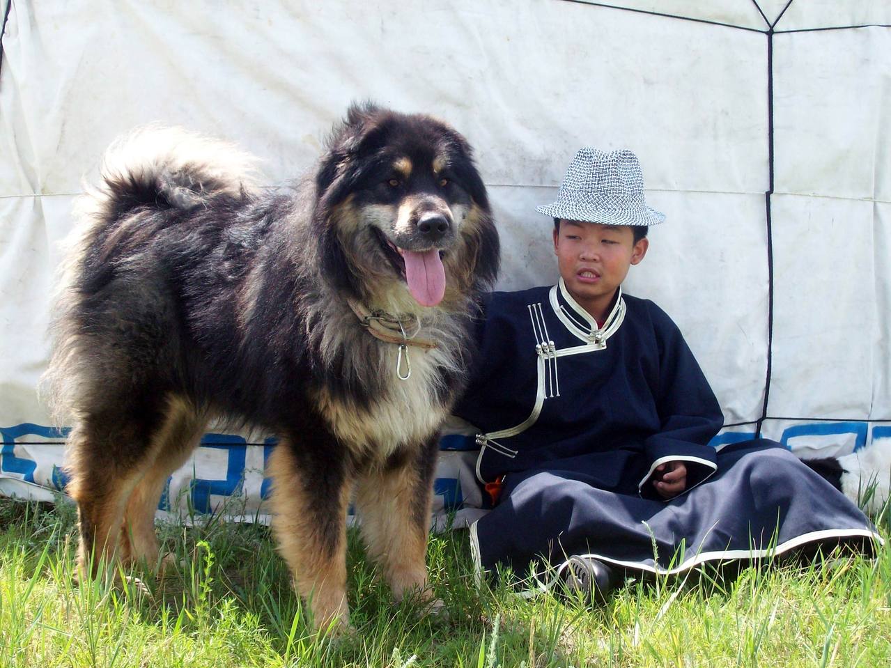 原生態蒙古牧羊