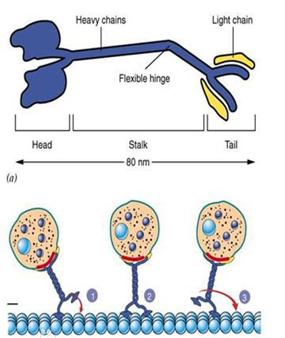 驅動蛋白kinesin