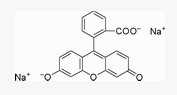 螢光素二鈉