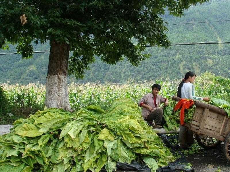 採摘菸葉