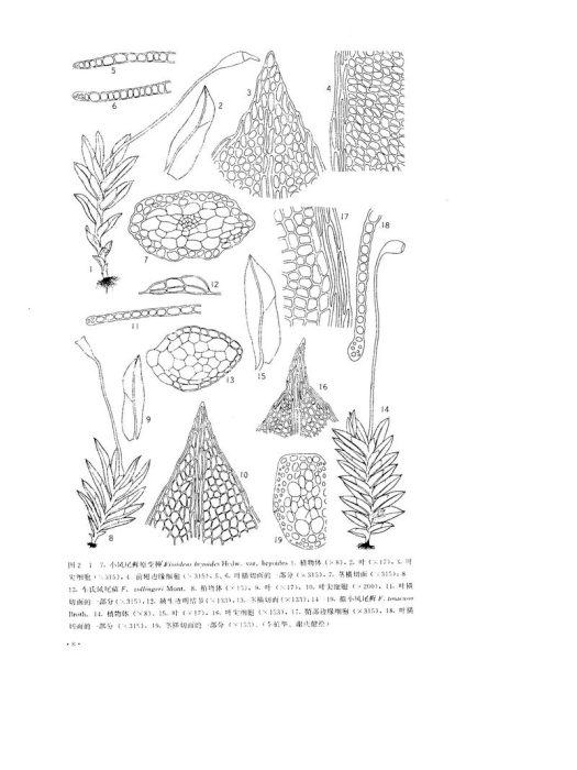 小鳳尾蘚側朔變種