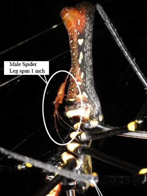 Nephila komaci