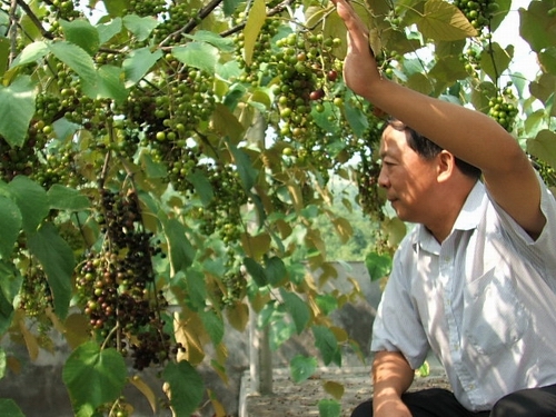 葡萄基地