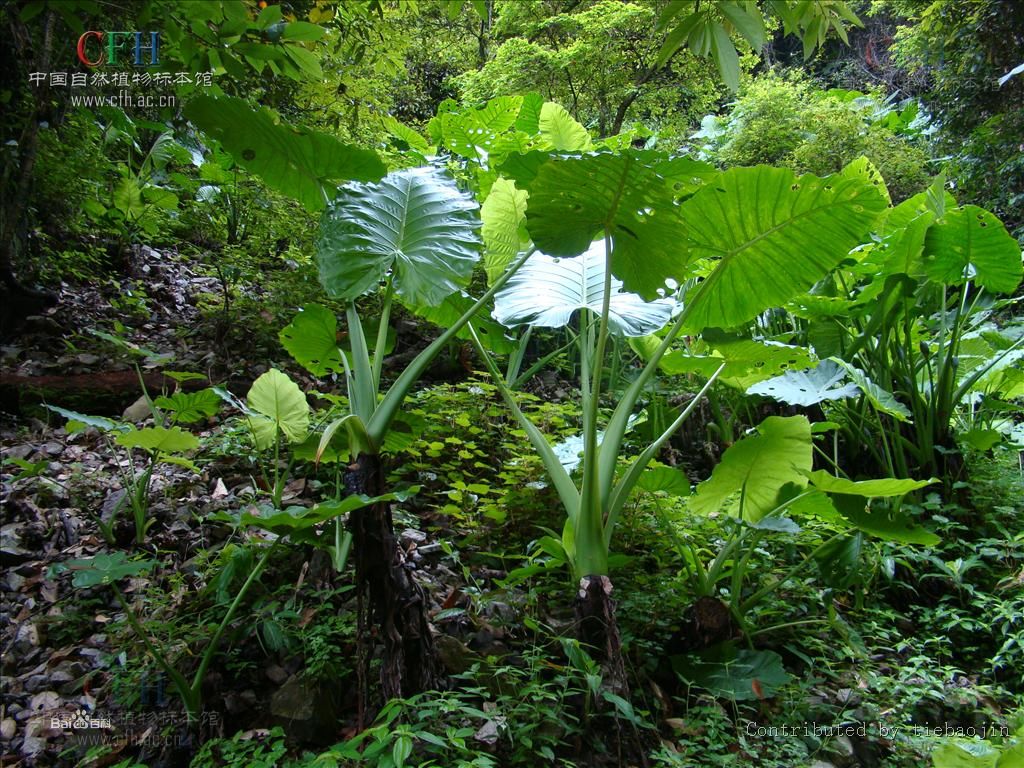 細柄芋屬