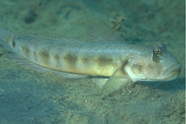 溝蝦虎魚屬