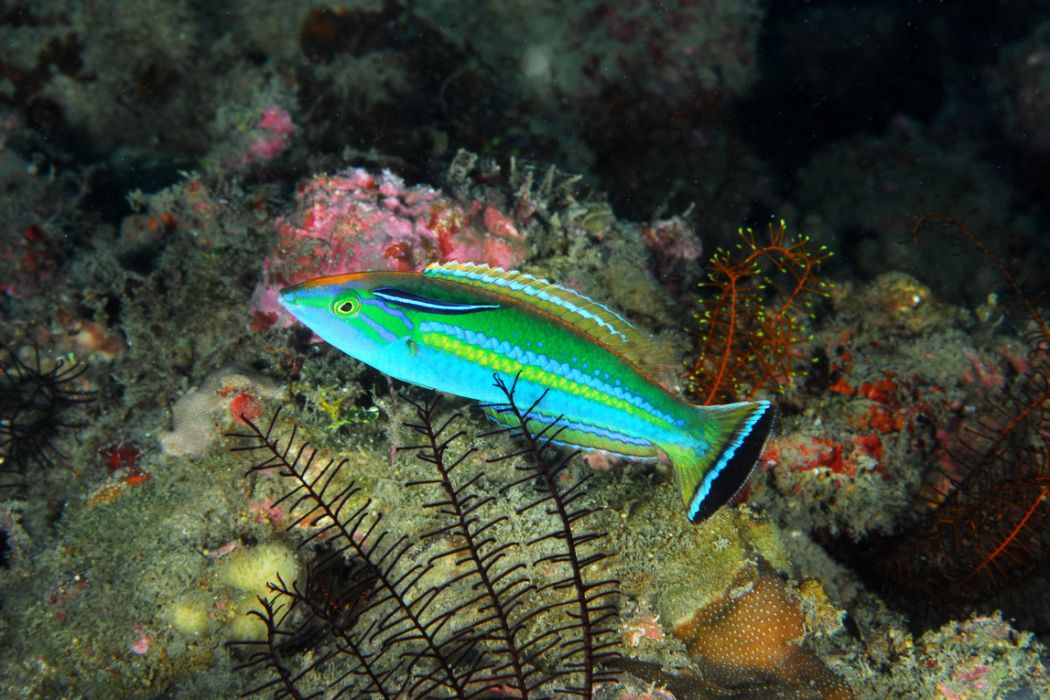 阿氏擬海豬魚