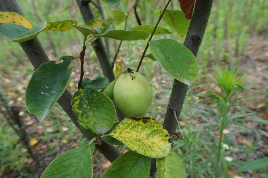 木瓜菏澤16號