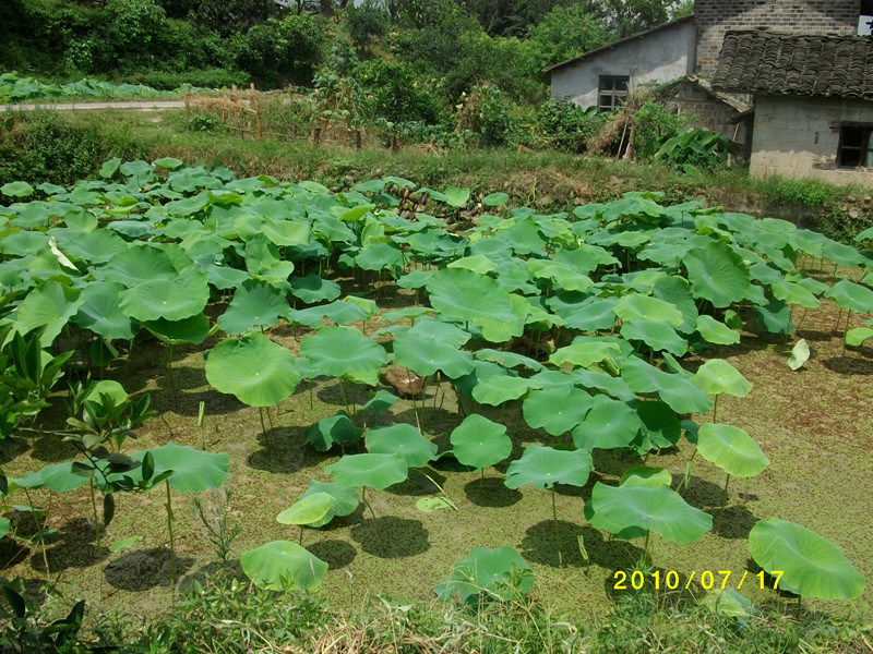 新田村