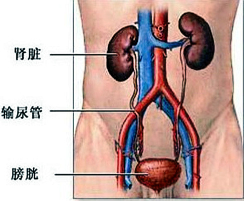 膜性腎炎