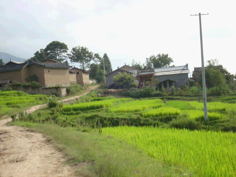 芒面村(雲南省德宏州隴川縣戶撒鄉明社行政村下轄村)