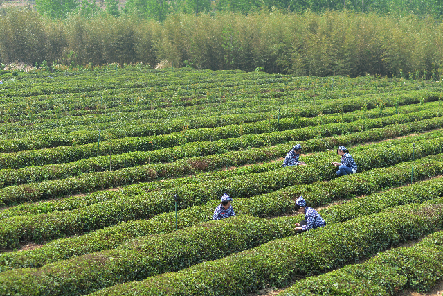 膠南綠茶