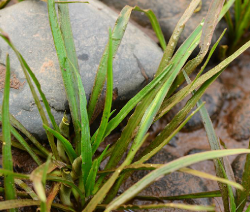 八仙過海(天南星科隱棒花屬植物)