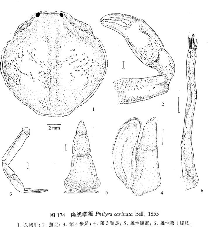 隆線拳蟹