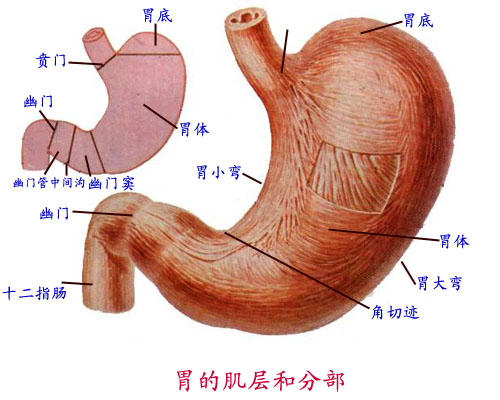 胃氣虛(胃氣不足)