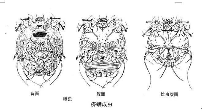 醫學原蟲