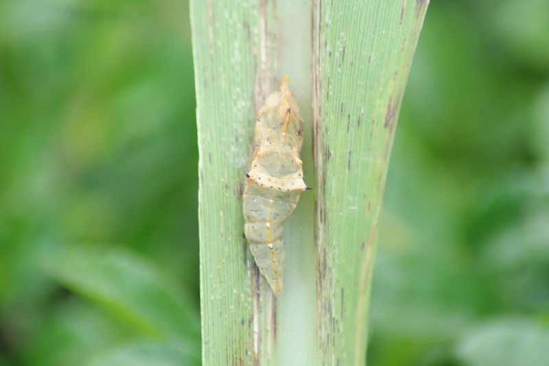 油菜雲斑粉幼蟲