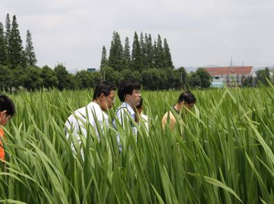 黃梅大源湖