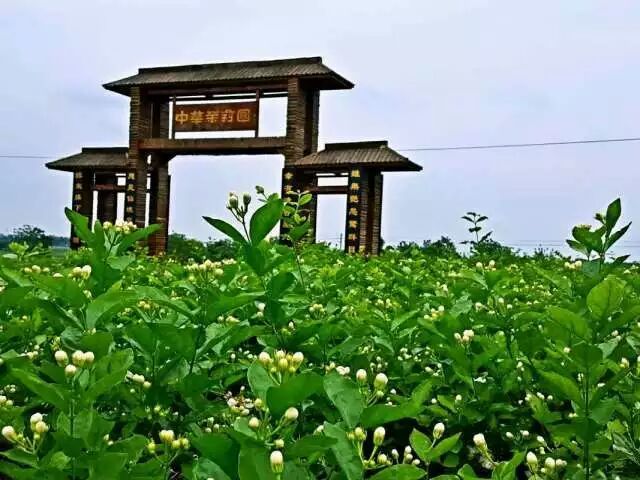 橫州市