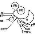 輸膽管