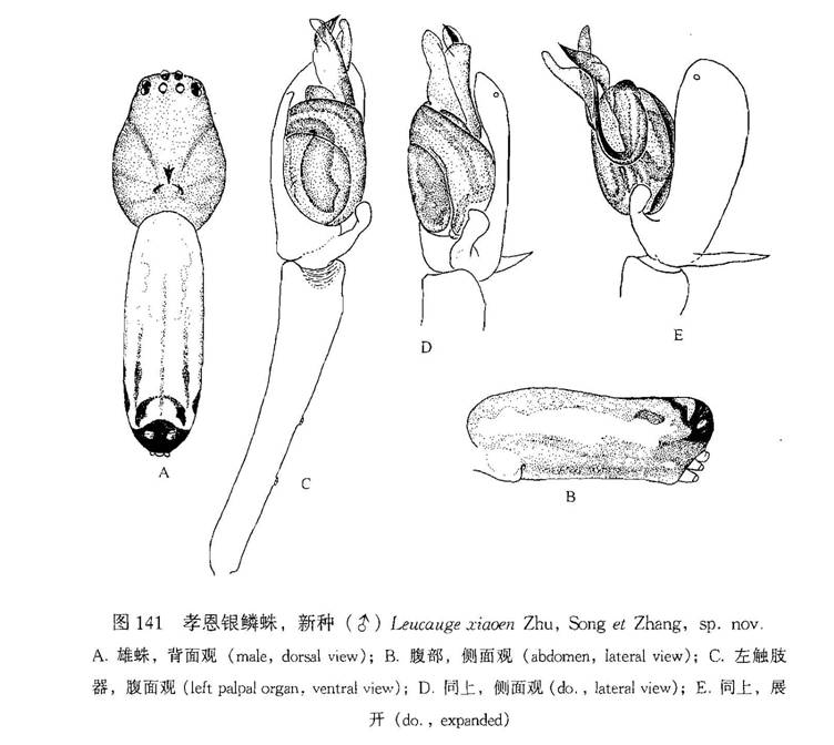 孝恩銀鱗蛛